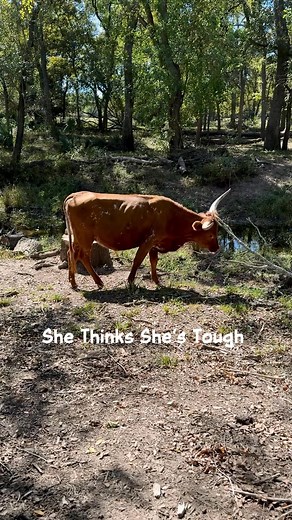 This little heifer, C7 Cash Bar, has got some big longhorn shoes to fill in! If she's anything like her dam, C7 Fancy Brandy, she'll be a big girl! (Which is what I am hoping for!) https://www.circleofsevenlonghorns.com/Default.aspx?AnimalID=153088&Name=C7CashBar | Circle of Seven Longhorns