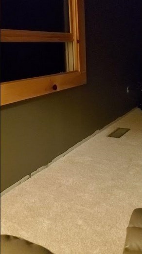 Happy, laughing coyotes in the woods of Tennessee 🌲☘🌿⚘