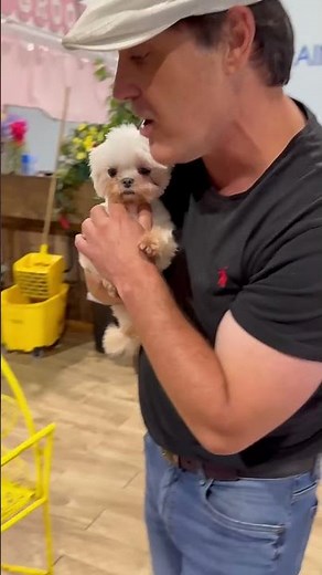 Meet GiGi The Maltese