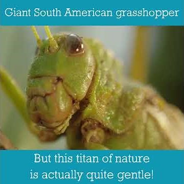 Giant South American Grasshopper | Bug Facts