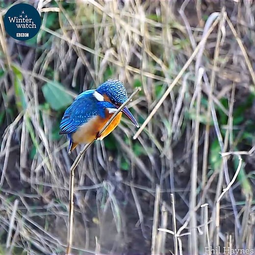 The way kingfishers keep their head still while fishing is incredible! | BBC Springwatch
