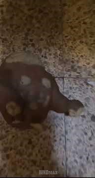 And then there’s chunky he’s dead 2