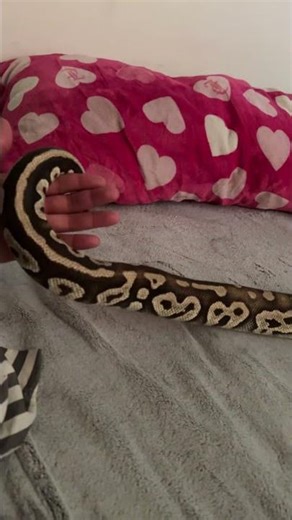 Ball python