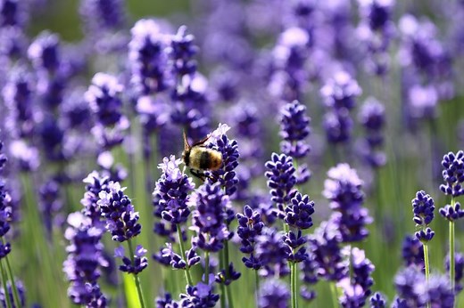 アブとハチの違いは？それぞれの特徴や見分け方、注意すべきこと - For your LIFE