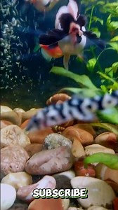 💧🍃 Soothing Aquarium Nature – Peaceful Water Sound