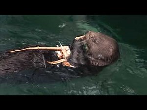 Sea Otters eating King Crab