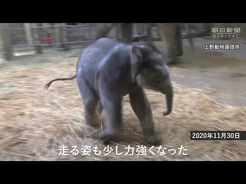 上野動物園の子ゾウ初公開、成長の記録も
