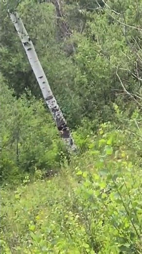 2 pounds of tannerite #explosion #goodtimes #trending #fun #shorts #youtubeshorts