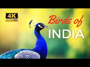 Birds of India in 4K 🦜 | Stunning Wildlife Cinematic