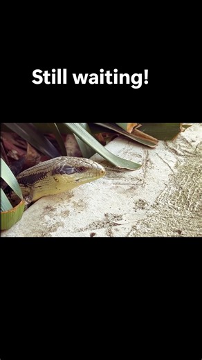 Is Blue’s Cafe Still Open? #bluetonguelizard #reptiles #backyardwildlife