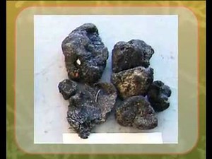 Mucor: important features and life history (CEC)