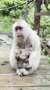 109K views · 2.1K reactions | A Day in the Life of Japan’s Cutest Monkeys #MonkeyJapan #JapanMonkey #CuteMonkeys #SnowMonkeys #JapaneseMacaque #MonkeyLife #MonkeyLovers #WildlifeJapan #NatureJapan #AdorableMonkeys #MonkeyMoments #MonkeyPhotography #JapanNature #MonkeyWorld #ExploreJapan | Monkey USA | Facebook