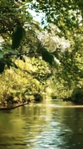 Serene Forest Sounds 🌿 Gentle Birds & Flowing Water for Deep Relaxation