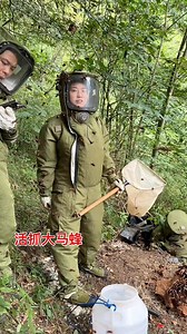 Pro hornet farming for quality honey 🍯🐝 #Hornet #HornetFarming #Havestinghornet #HornetNest #RuralBeekeepers #HugeHornet #TopQuality | Way of Nature