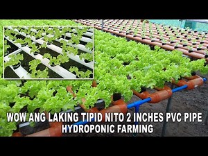 Tips Hydroponic Farming at Home 2 inches PVC Pipe Magkano ang Matipid - Hydro Farm Technology