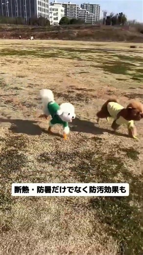 従来の犬靴はもういらない！このバンテージの方が通気性が良く、フィット感が抜群、動きも自由。一度使ったら戻れない！👟➡️🎀 #犬靴いらない #犬の足元ケア #犬用バンテージ #犬のお散歩グッズ