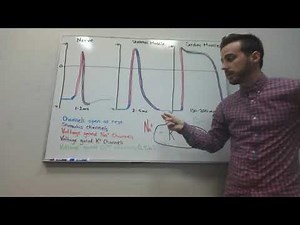 Nerve, Skeletal Muscle and Cardiac Muscle Action Potentials