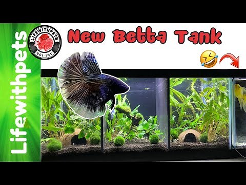 Easy Planted Divided Betta Fish Tank ( Step by Step)