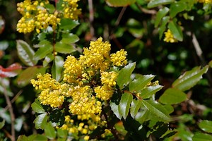 Ask an expert: Now’s the best time to choose plants for erosion control