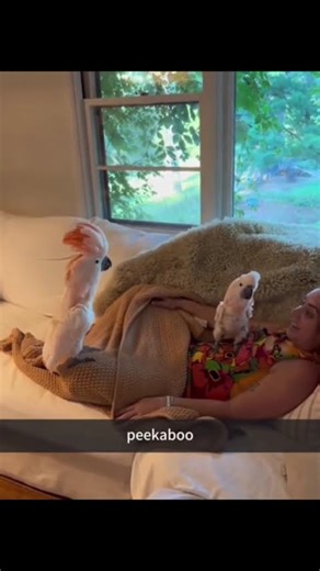 🎬 Title:Smart Parrots 🦜😂 10 Times They Spoke & Imitated Like Humans!