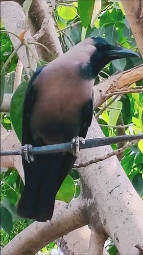 Crow Sounds 🐦‍⬛🥰♥️| Crow Video 🐦‍⬛🥰✨| Crow Feeding 🐦‍⬛🫓| Birds Sounds 🐦🌳|
