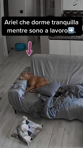 E i vostri come si comportano quando rimangono a casa da soli? ☺️ #ariel #pitbull #cute #fyp #my #life #home #fy