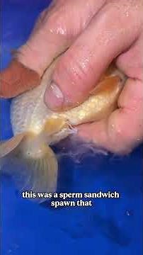 The Goldfish eggs are all fertilized and ready to hatch