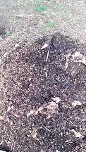 How to compost coffee grounds with wood chips