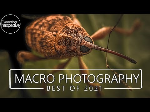 Best of Macro Photography in 2021