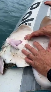 Un requin femelle piégé dans un filet a donné naissance à 3 petits grâce à l'aide de la police maritime sur les côtes brésiliennes #rediff | Le Parisien