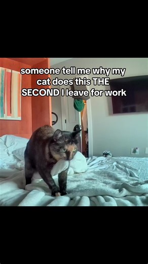 Understanding Cat Behavior: Why Does My Cat Do These Things?