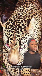 Replying to @Layton Sears I hope this was worth the year and a half wait #jaguar #cat #nature #LearnOnTikTok #moreyouknow part 1 | Mndia Ye