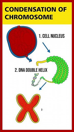 Animated structure of chromosome and DNA #dna #animation