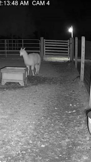 Nighttime CCTV captures bobcat attacking llama | Meme Avenue