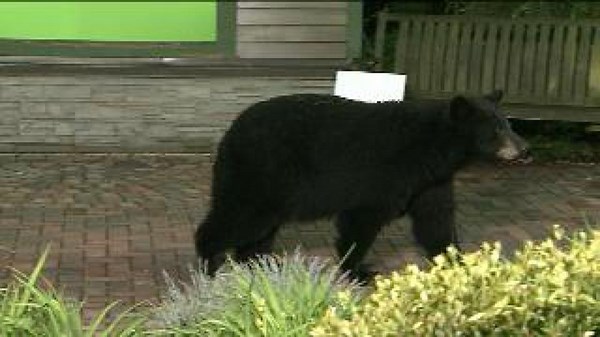 Bears invade the WNEP Backyard during the 11 p.m. Newscast