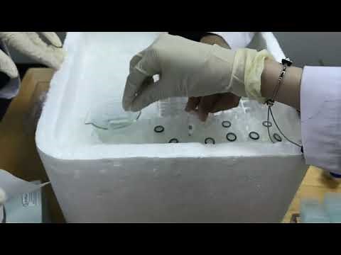 Human metaphase chromosome spread - Genetics Lab