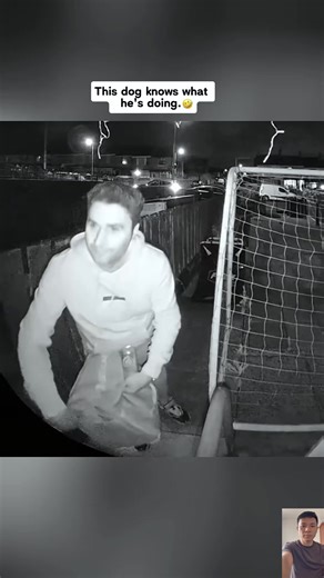 The dogs caught by security cameras doing bad things🐶🤣🤣 | Dog Lovers