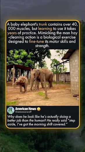 BABY ELEPHANT MIMICS HIS CAREGIVER