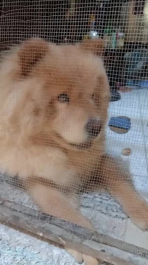 Neggie & Bella#ChowChow #Bella #tiktok
