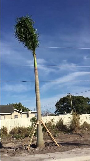 Large Royal Palm Installation in Florida #palmtrees #treeplanting