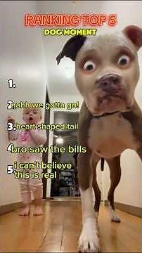 Ranking the Five Most Hilarious Dog Videos Online