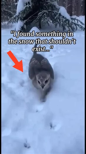 The Mysterious Snow Griffin Rescue
