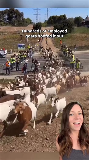 The argument for machinery over goats, and why it doesn't hold on certain terrain:- Chainsaws and brush cutters can spark. In California during fire season, using power tools on dry vegetation is itself a fire risk. You cannot send a chainsaw crew onto a hillside in August in the same conditions that make the vegetation dangerous. You can send goats.- Machines cannot navigate 40-degree slopes with loose shale. A goat's split hoof, independent toe articulation, and dew-claw grip system can. The g