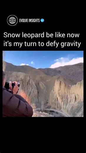 Evolve Insights on Instagram: "Watching a snow leopard charge down a mountain is like seeing nature’s physics pushed to the limit 🐆❄️. Built for extreme terrain, snow leopards use powerful hind legs, a long tail for balance, and flexible joints to sprint across steep, rocky slopes without losing control. Every step is calculated, allowing them to hunt prey like sheep in environments where most animals wouldn’t survive for seconds. It’s a reminder that in the high mountains, survival belongs to 
