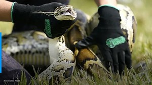 Florida teen captures 28 Burmese pythons, winning the top prize