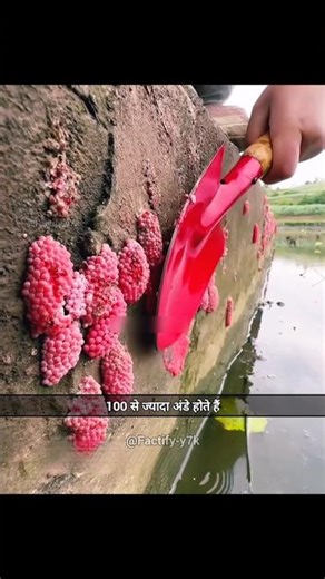 Why Farmers Destroy These Pink Eggs 🐌 #shorts