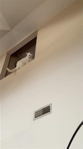 Don’t Jump Mr Kitty #cats #scary #cute #cutecat #catvideos #pets #petlovers #funny #kitty #shorts