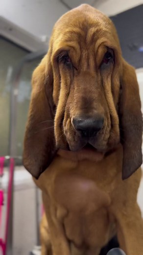 Banana Washing Routine for Bloodhound Puppy