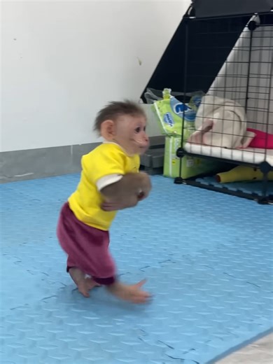 Junbi the Monkey's Embarrassing Bed Incident