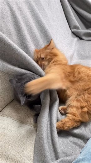 Joey Bear, Spooky Boo, & Sweet Potato | 🐾It’s SP’s 4th Gotcha Day! And look what I get to put up with now 😹 It definitely wasn’t an easy start, between both of us getting super... | Instagram